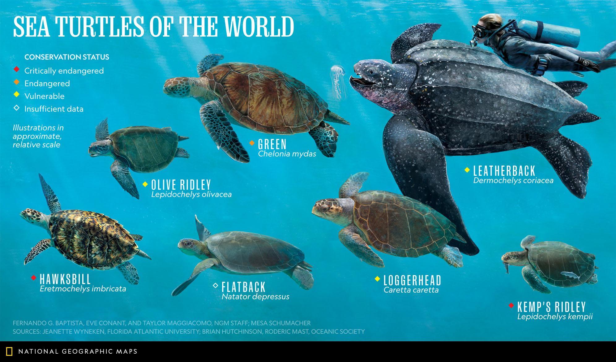 Are We Killing Them Softly? Anthropologic Impact On Sea Turtles - The ...