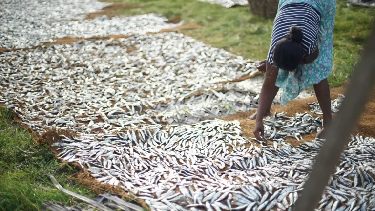 drying-fish