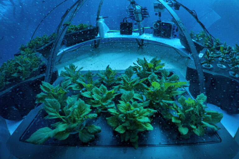 Picture 4 Nemos_Garden