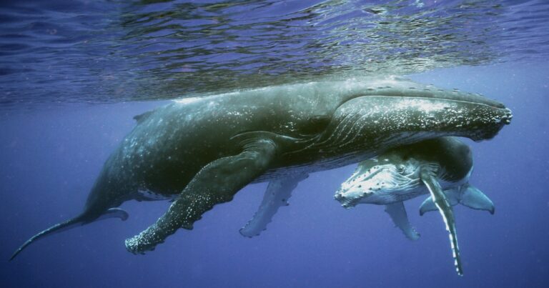 humpback-whale-5-2