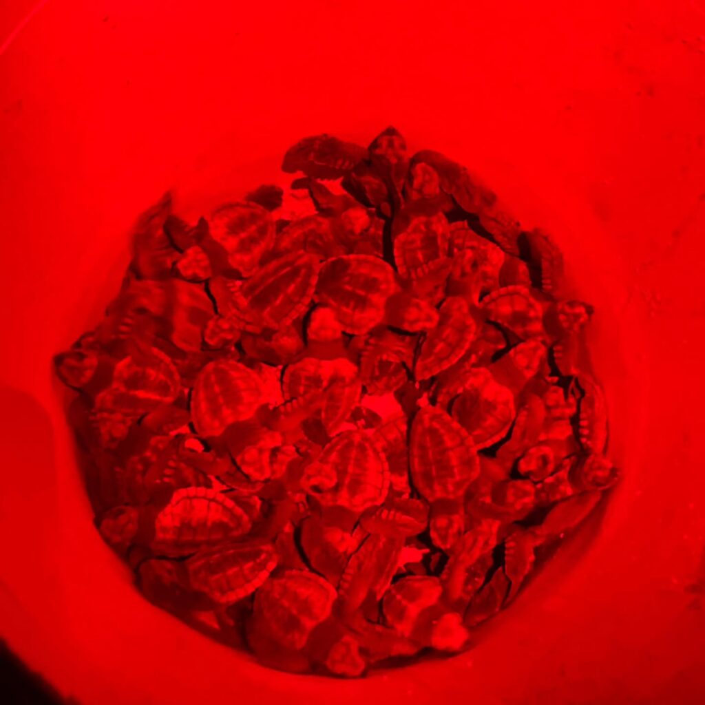 Instagram post from pearlprotectors. This post is in position 14.