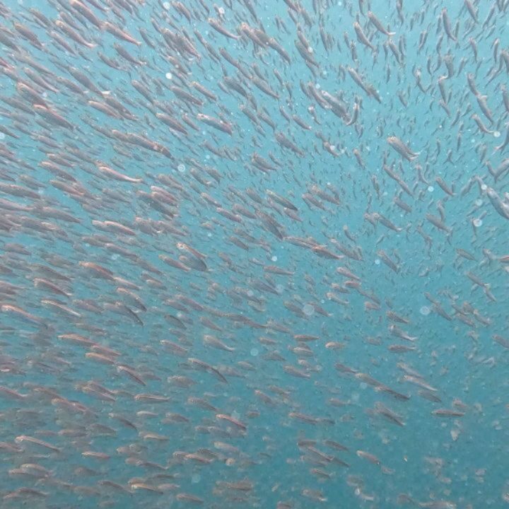 Instagram post from pearlprotectors. This post is in position 5.