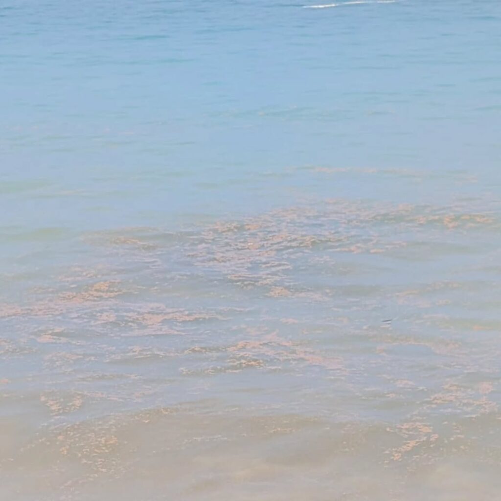 Instagram post from pearlprotectors. This post is in position 3.