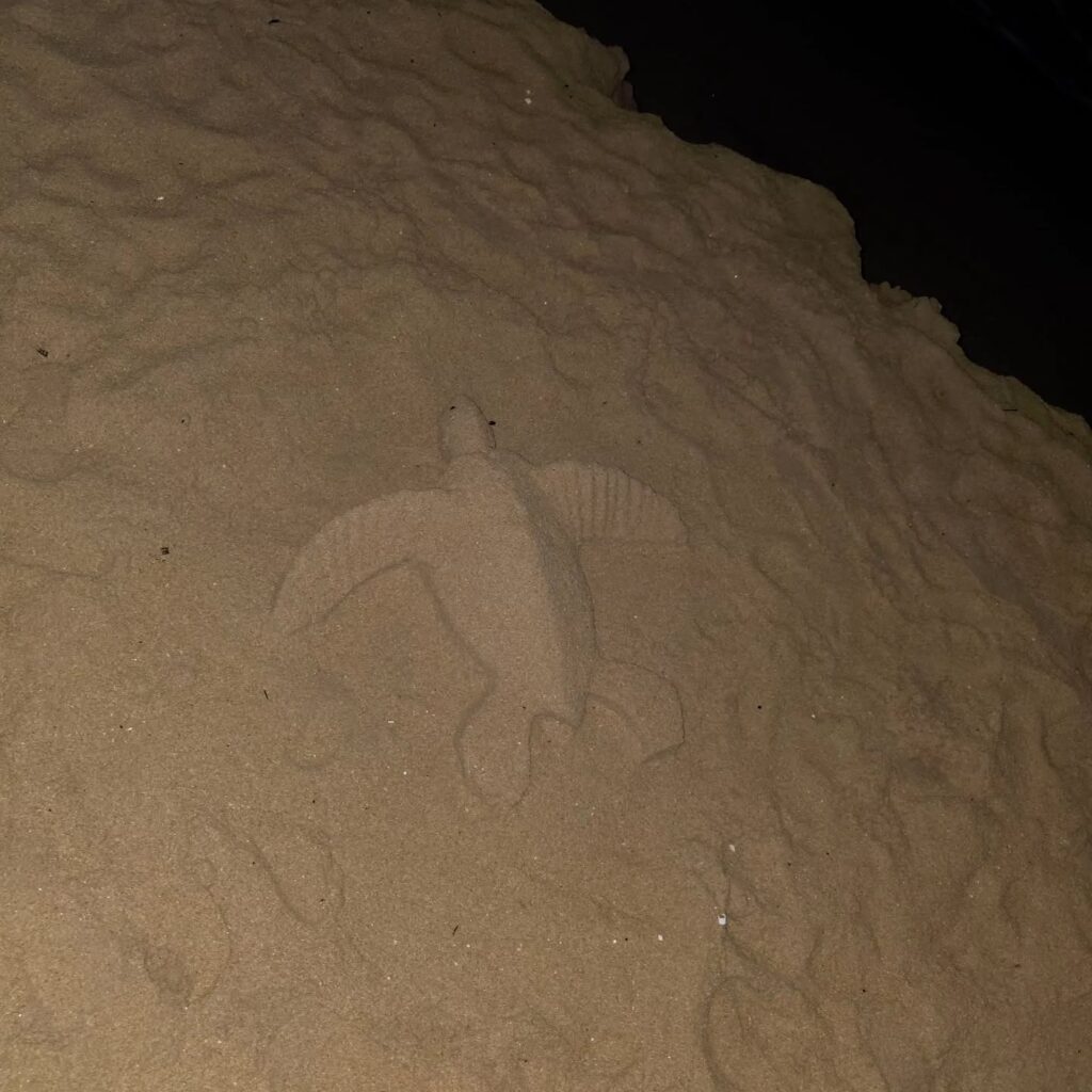 Instagram post from pearlprotectors. This post is in position 17.