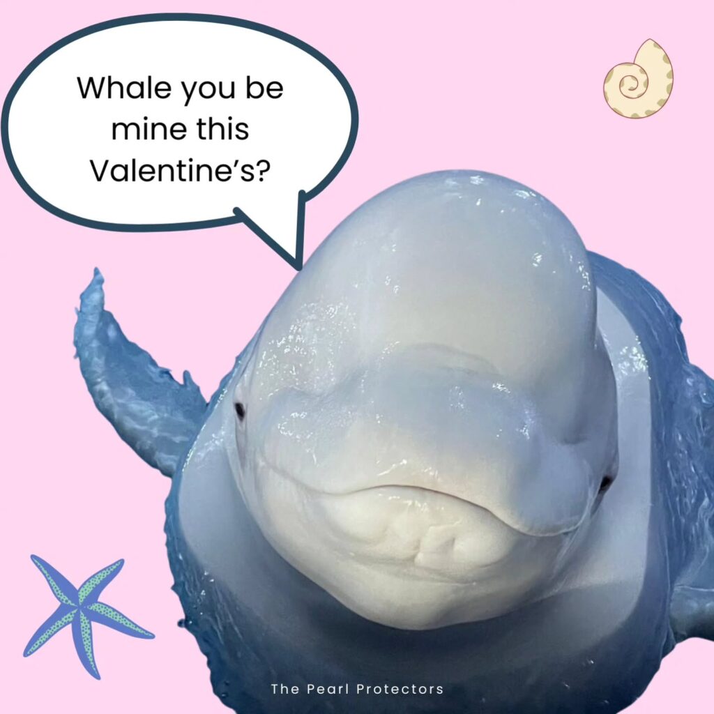 Instagram post from pearlprotectors. This post is in position 5.