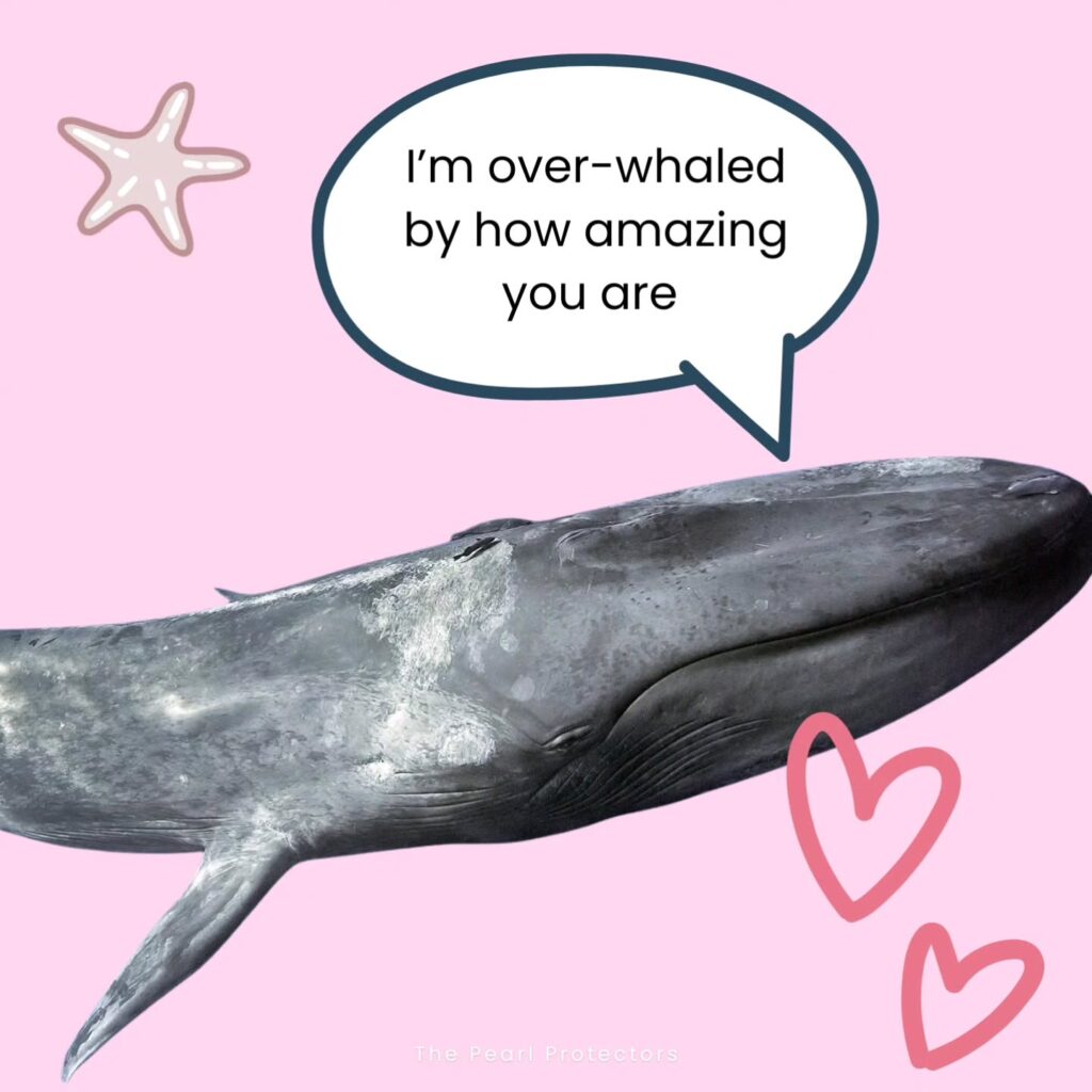 Instagram post from pearlprotectors. This post is in position 4.