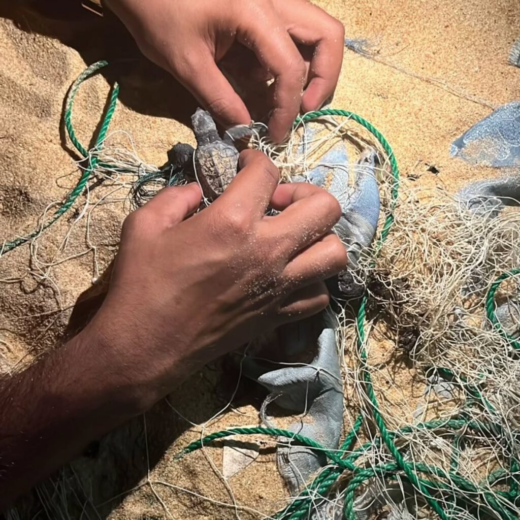 Instagram post from pearlprotectors. This post is in position 16.