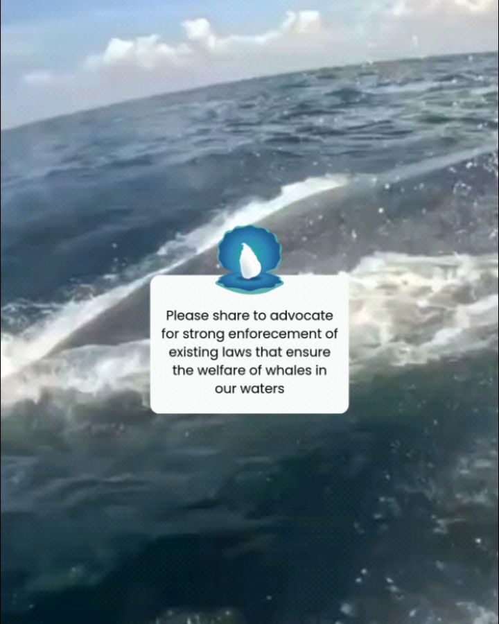 Instagram post from pearlprotectors. This post is in position 4.