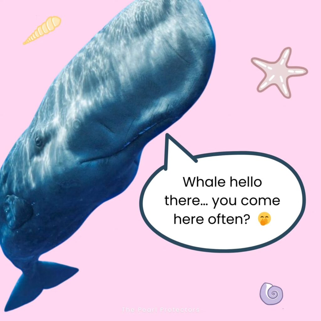 Instagram post from pearlprotectors. This post is in position 7.