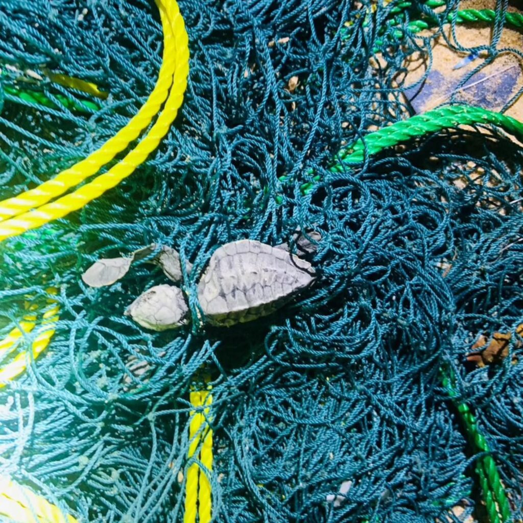 Instagram post from pearlprotectors. This post is in position 11.