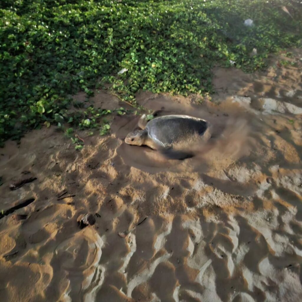 Instagram post from pearlprotectors. This post is in position 4.