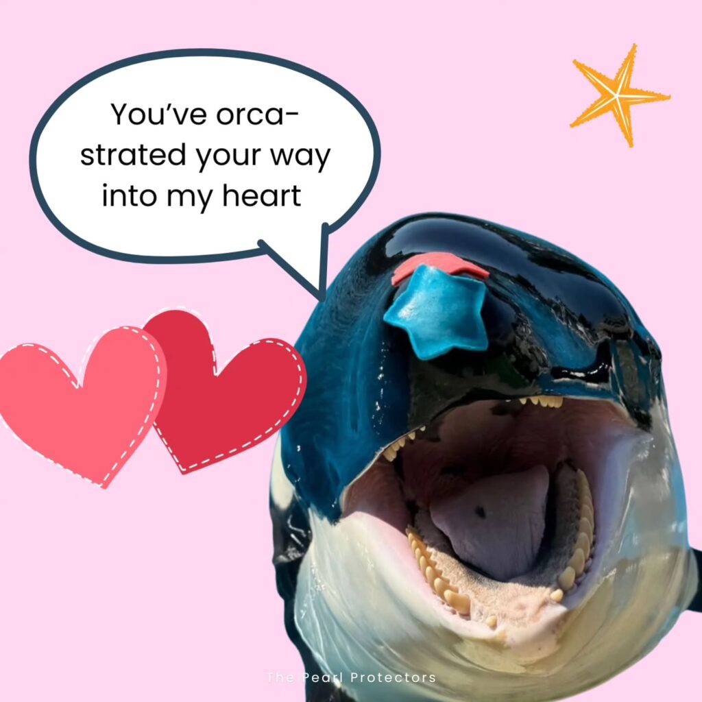 Instagram post from pearlprotectors. This post is in position 3.