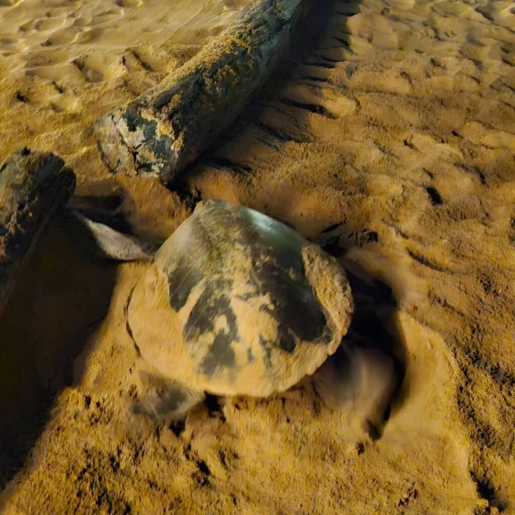 Instagram post from pearlprotectors. This post is in position 18.