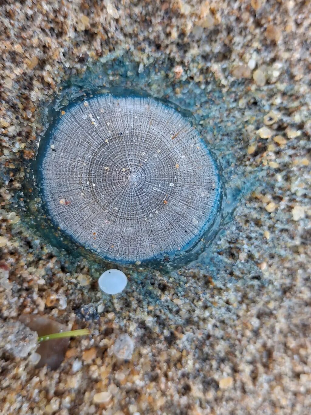 Instagram post from pearlprotectors. This post is in position 0.
