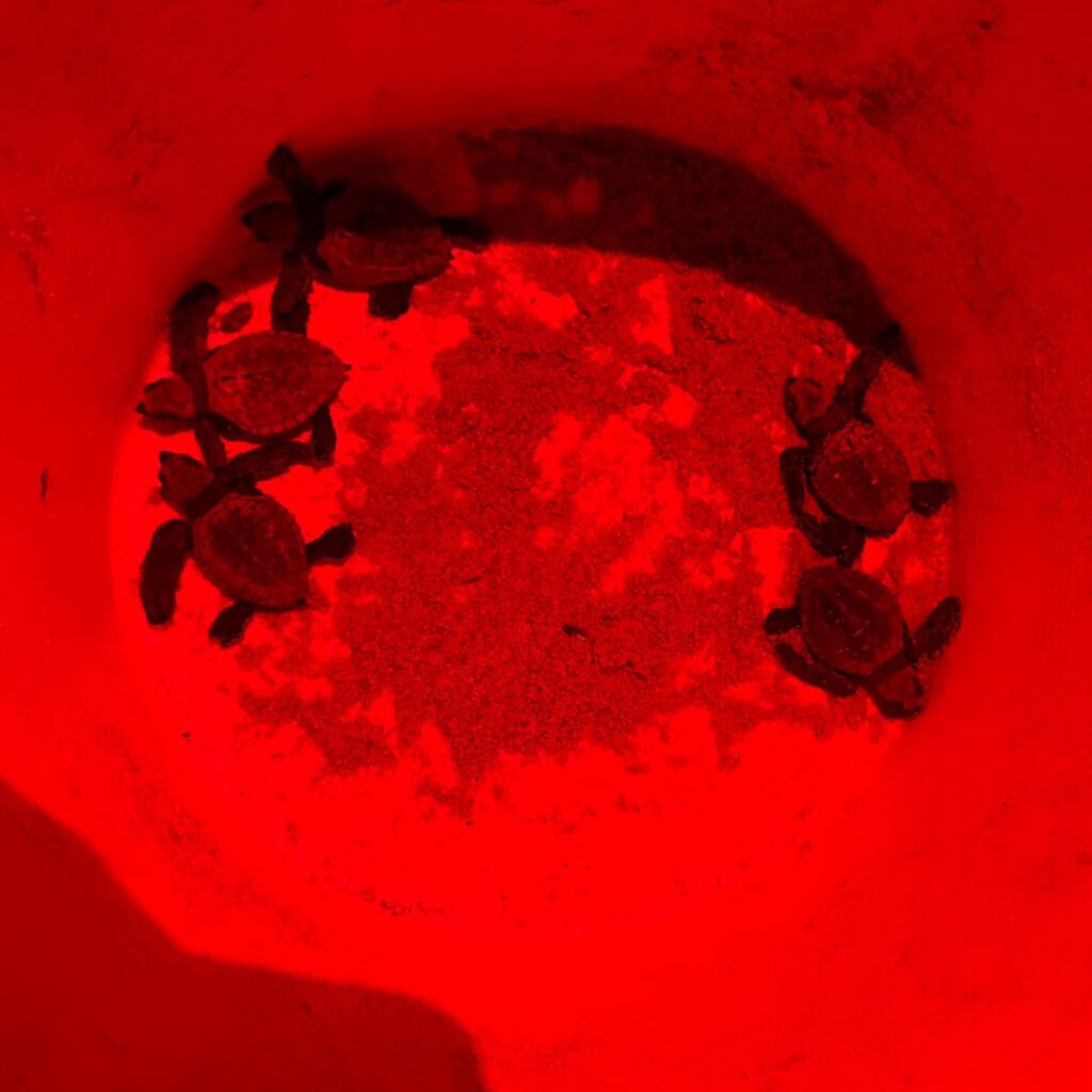 Instagram post from pearlprotectors. This post is in position 3.