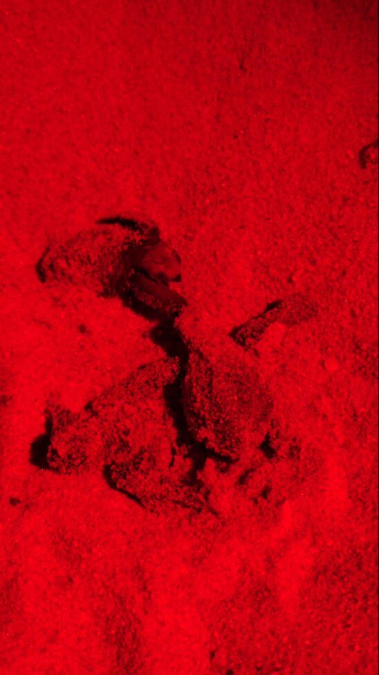 Instagram post from pearlprotectors. This post is in position 3.