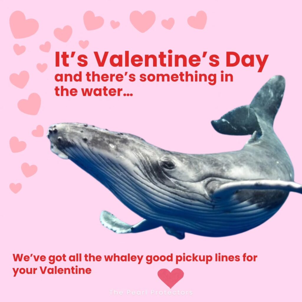 Instagram post from pearlprotectors. This post is in position 0.