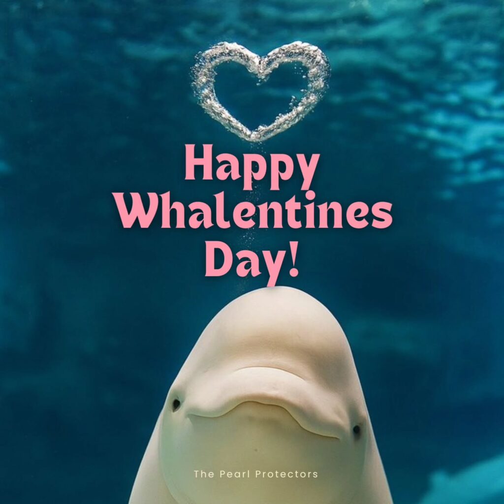 Instagram post from pearlprotectors. This post is in position 11.