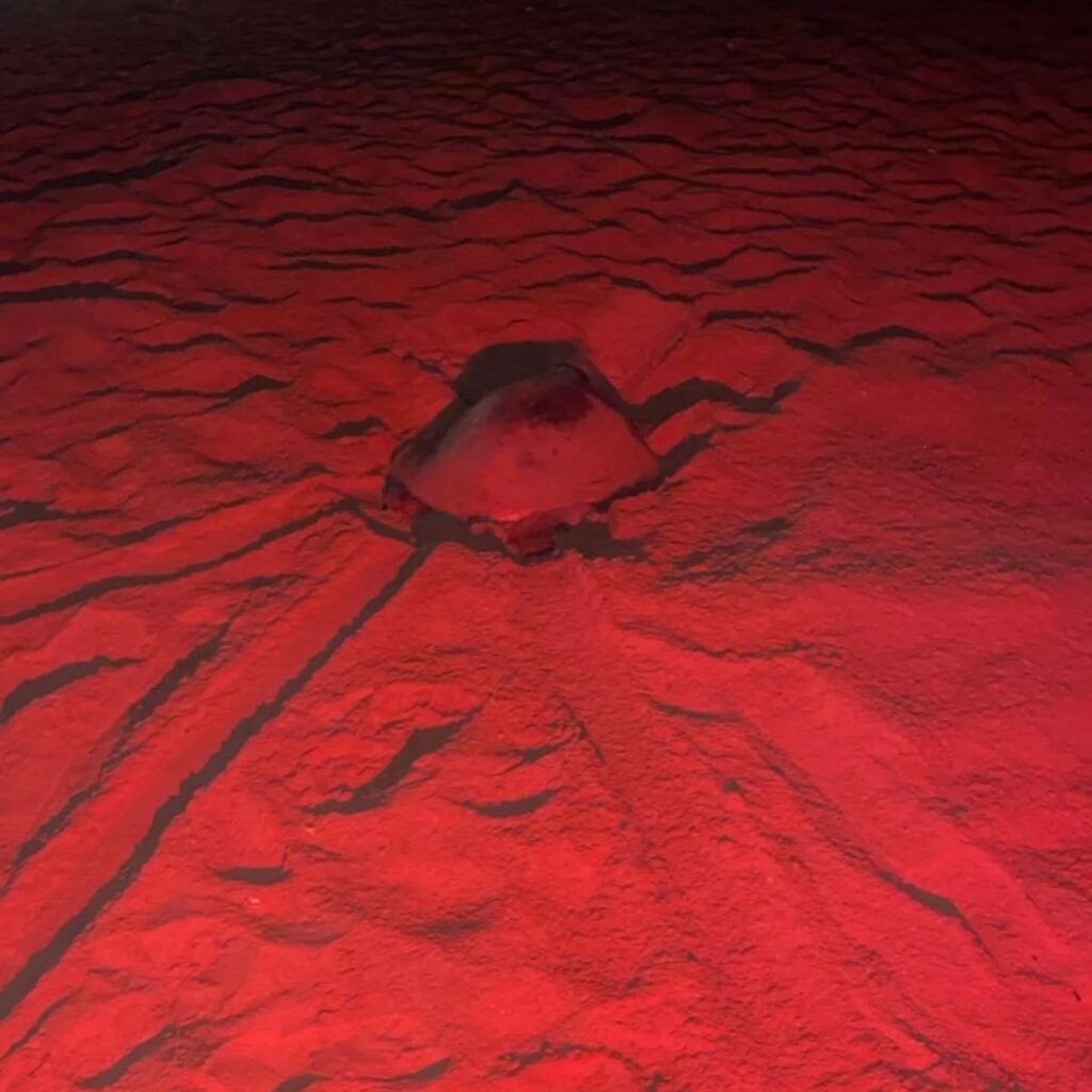 Instagram post from pearlprotectors. This post is in position 19.