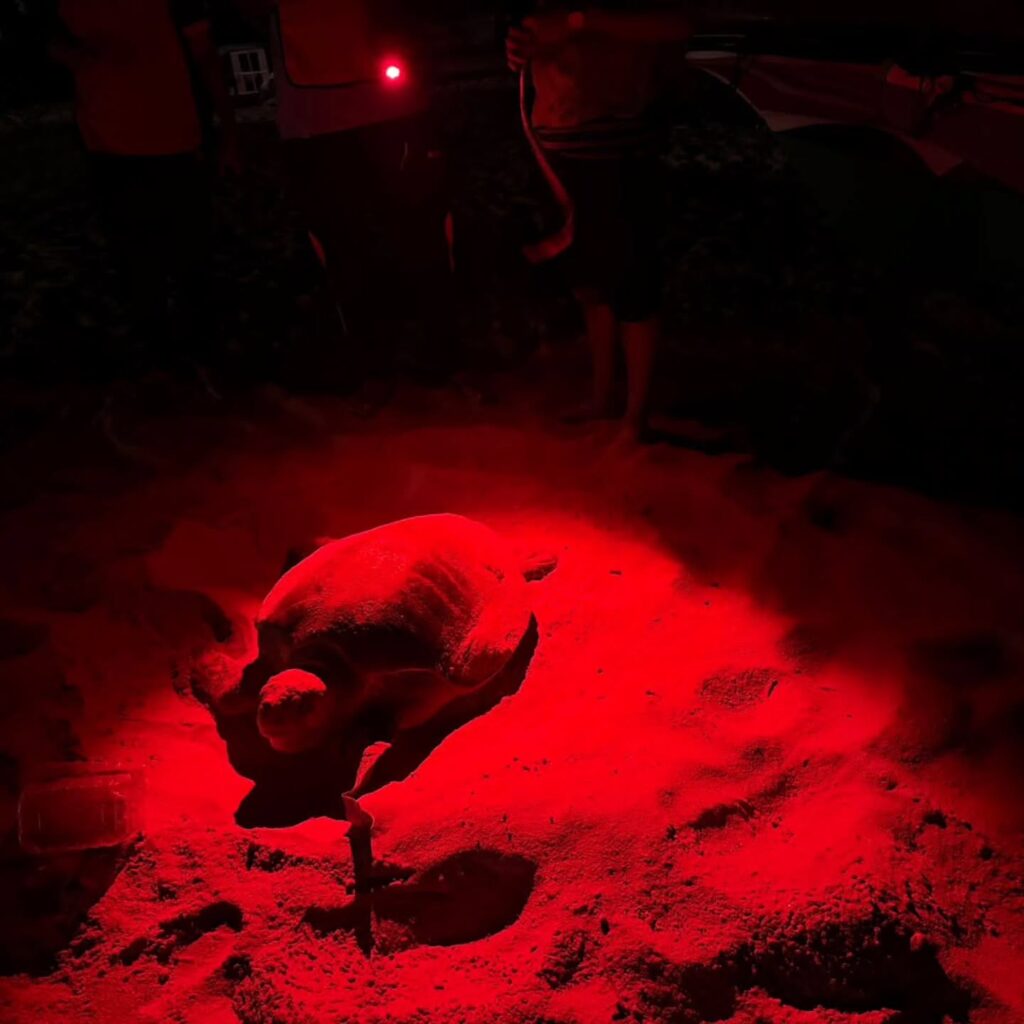 Instagram post from pearlprotectors. This post is in position 13.